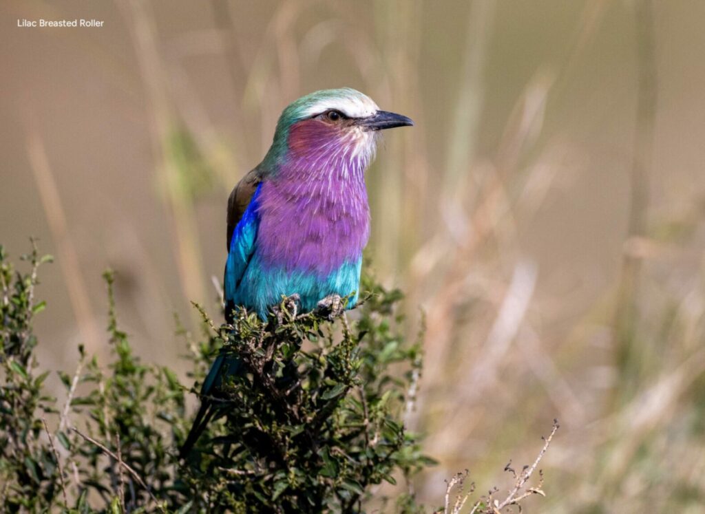 babanango's big five birds