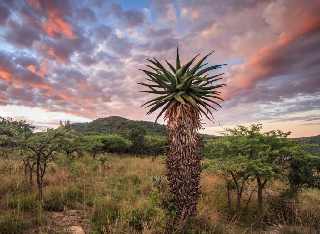 aloes in bloom at babanango