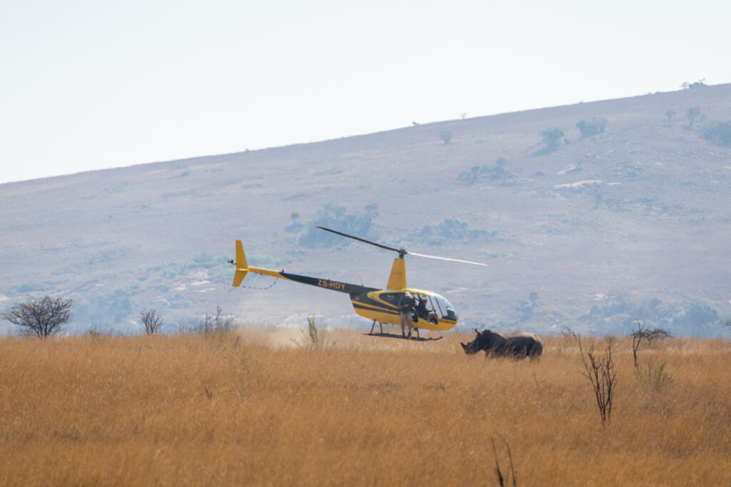 babanango game reserve rhino dehorning