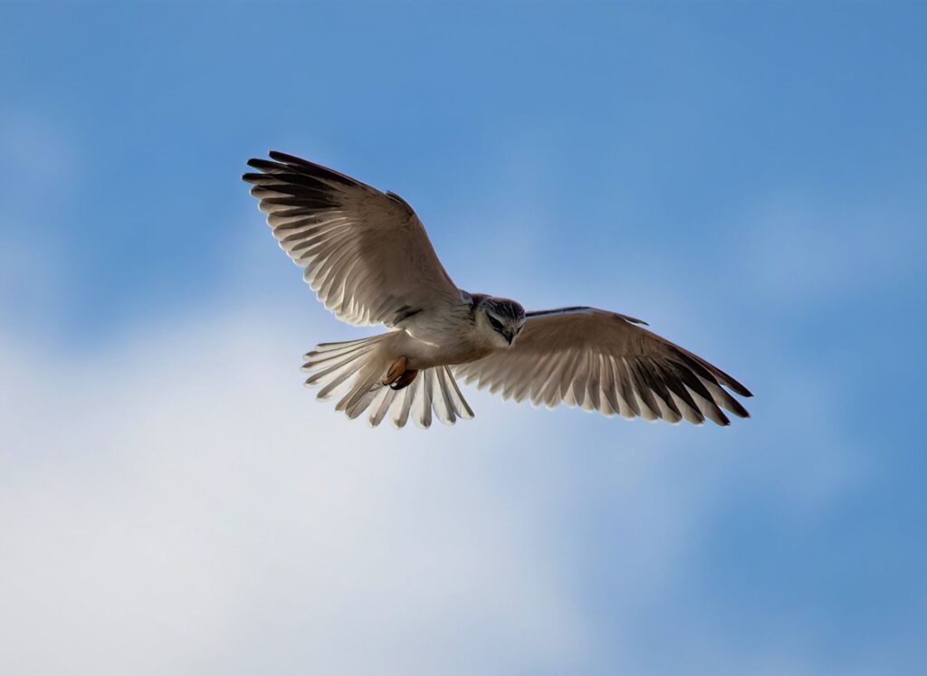 birding at babanango game reserve kzn south africa
